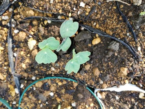 キンレンカ ナスタチウム の育て方 植え付け時期や増やし方は Greensnap グリーンスナップ