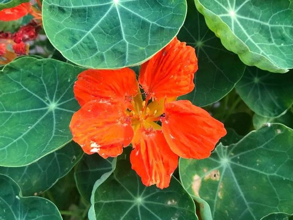 キンレンカ(ナスタチウム)　赤い花