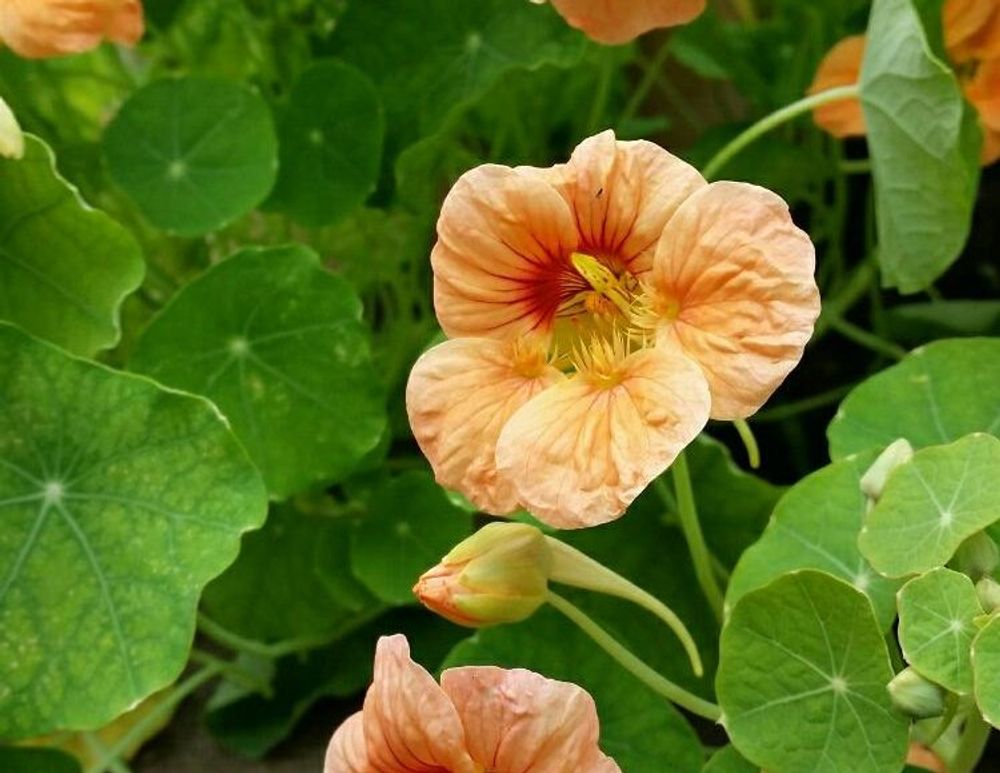 キンレンカの画像 Photo by みーみさん