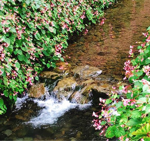 秋海棠 シュウカイドウ の育て方 水やり頻度や植え替えの時期は Greensnap グリーンスナップ