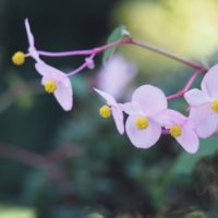秋海棠(シュウカイドウ)の育て方｜水やり頻度や植え替えの時期は？の画像