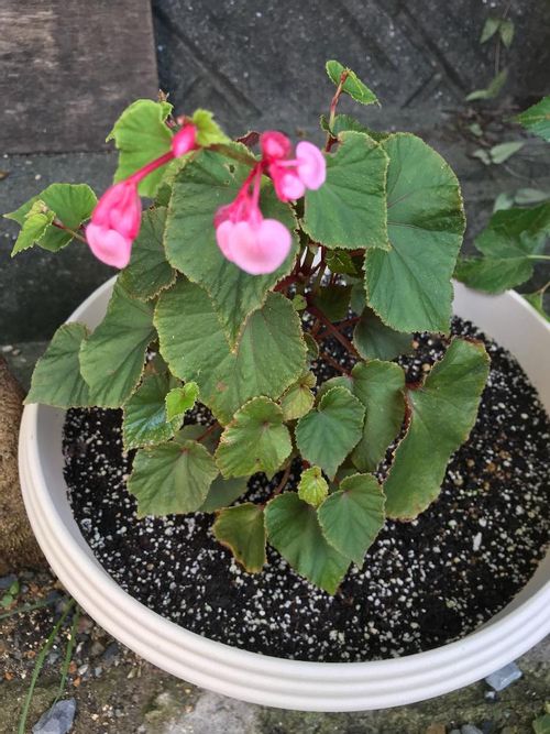 秋海棠 シュウカイドウ の育て方 水やり頻度や植え替えの時期は Greensnap グリーンスナップ 秋海棠 シュウカイドウ の育て方 水やり頻度や植え替えの時期は Greensnap グリーンスナップ
