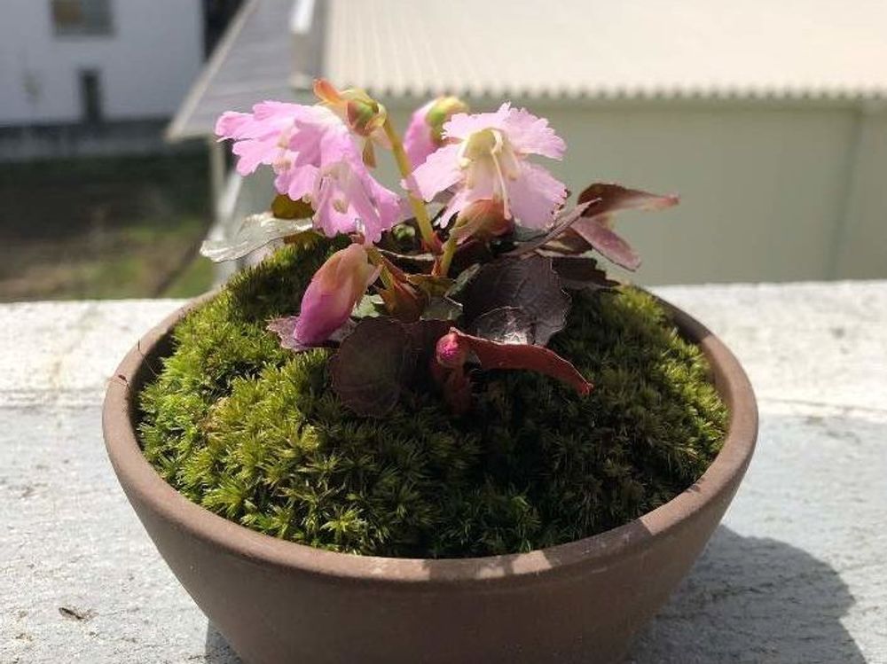 イワウチワ(岩団扇)　ピンク色の花