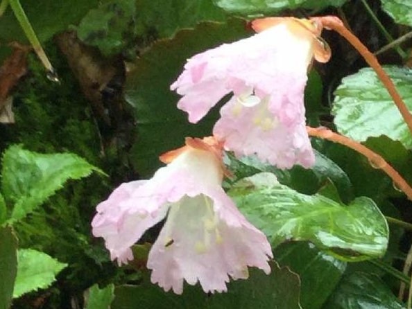 イワウチワ(岩団扇)　ピンク色の花