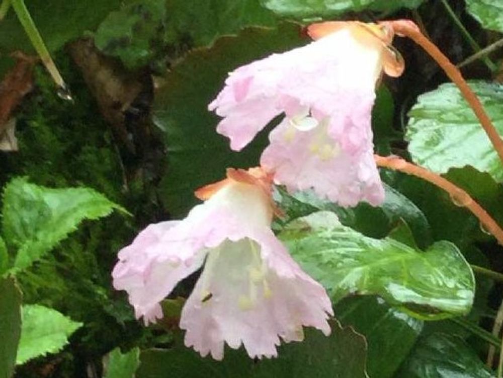 イワウチワ(岩団扇)　ピンク色の花