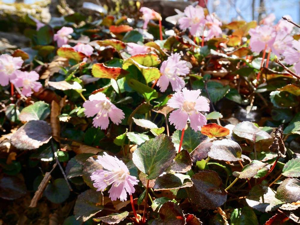 イワウチワ(岩団扇)　ピンク色の花