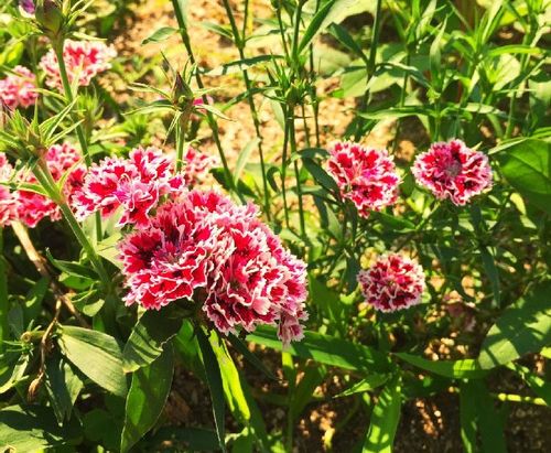 セキチク 石竹 の育て方 水やりの頻度や植え付けの時期は Greensnap グリーンスナップ
