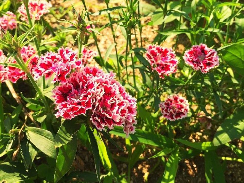 セキチク(石竹)　赤い花