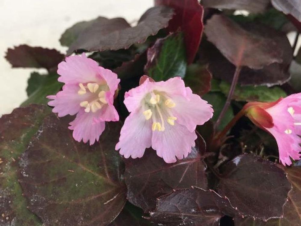 イワウチワ(岩団扇)　ピンク色の花