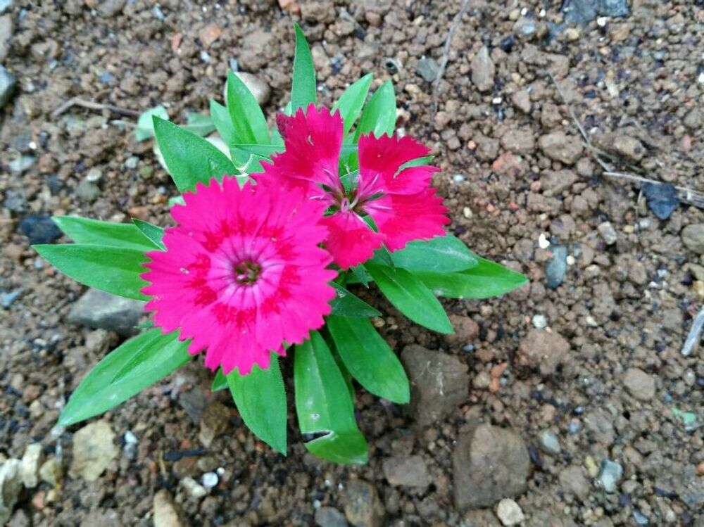 セキチク(石竹)　地植え　赤い花