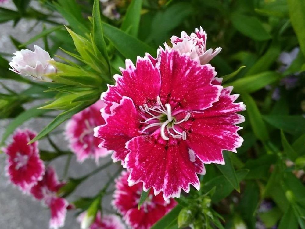 セキチク(石竹)　紅色の花