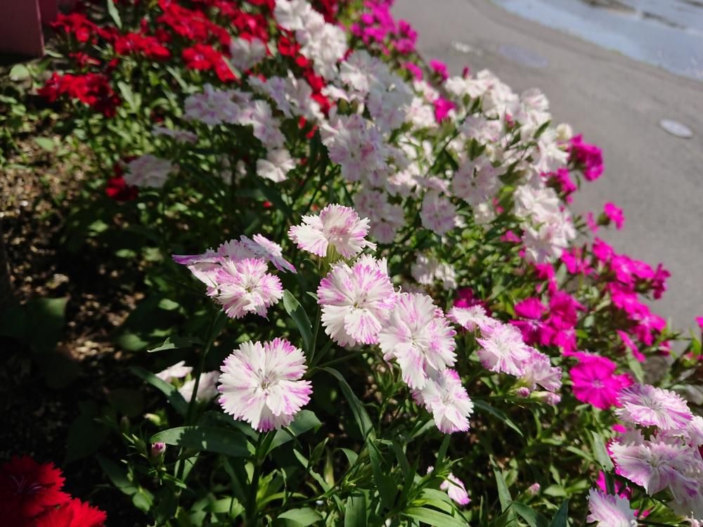 セキチク(石竹)　ピンク色の花