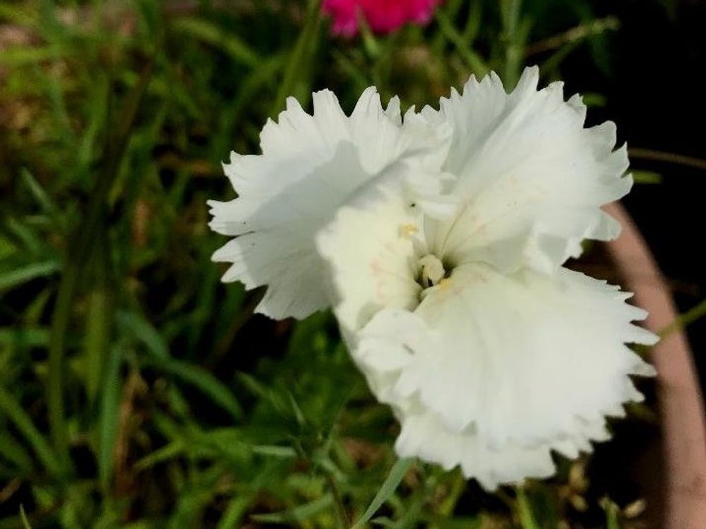 セキチク(石竹)　白い花