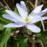 キクザキイチゲ(菊咲一華)の育て方｜水やりや肥料やりの頻度は？植え替えは必要？の画像