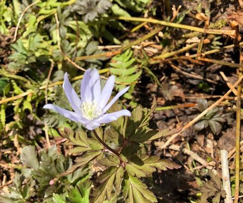 キクザキイチゲ 菊咲一華 の育て方 水やりや肥料やりの頻度は 植え替えは必要 Greensnap グリーンスナップ