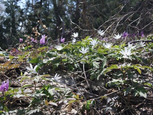 キクザキイチゲ 菊咲一華 の育て方 水やりや肥料やりの頻度は 植え替えは必要 Greensnap グリーンスナップ