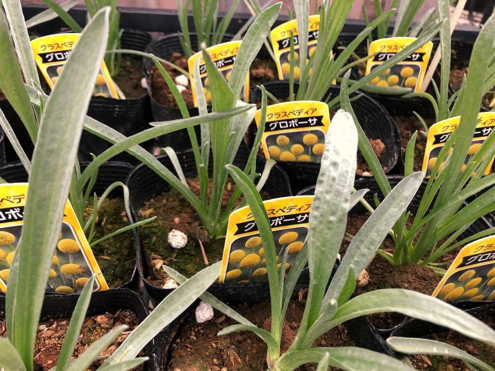 クラスペディア　株