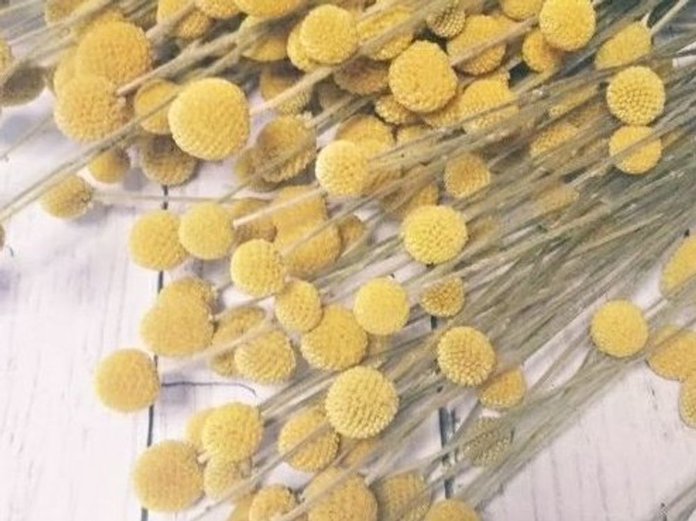 クラスペディア　黄色い花