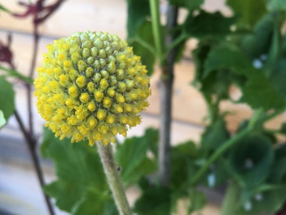 クラスペディア　黄色い花