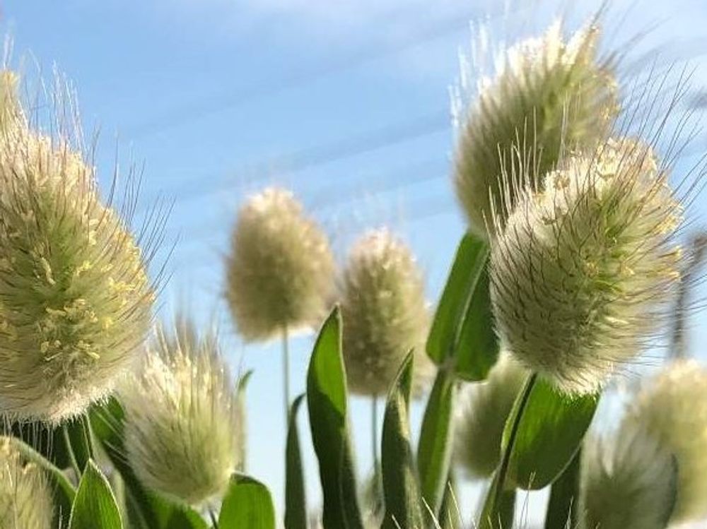 ラグラス　白い穂　青空