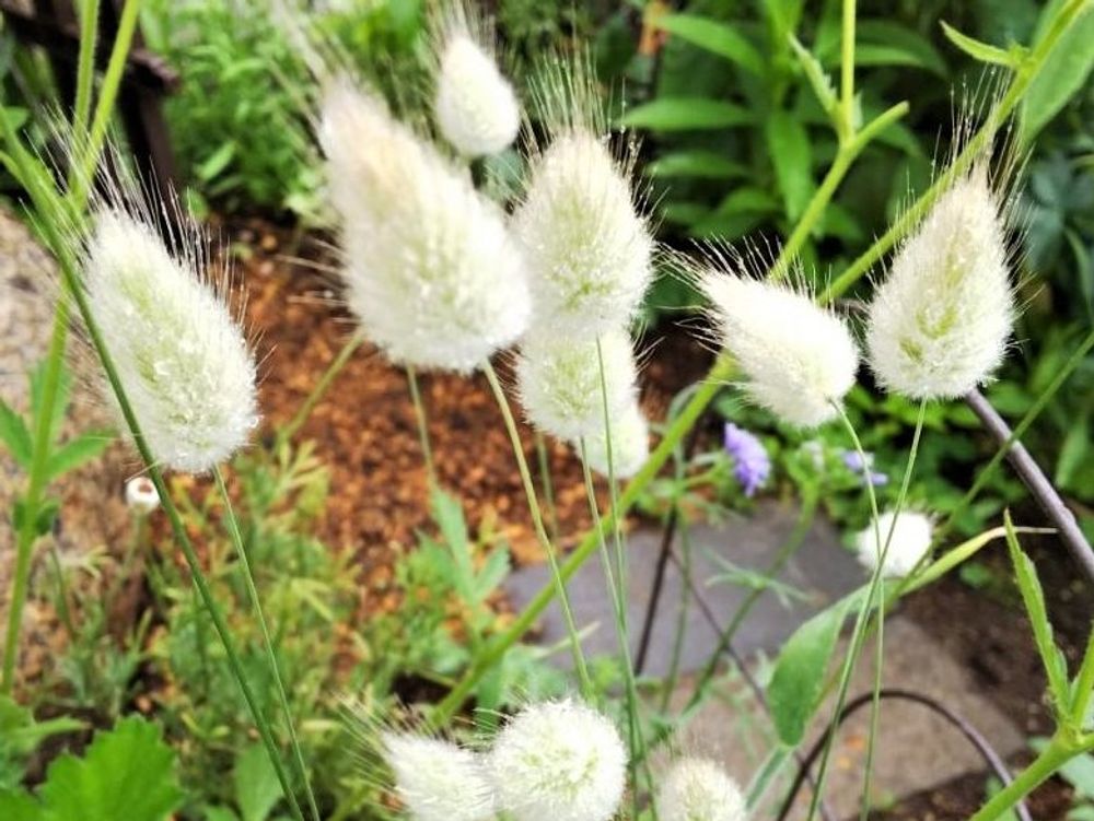 ラグラス　白い穂　地植え