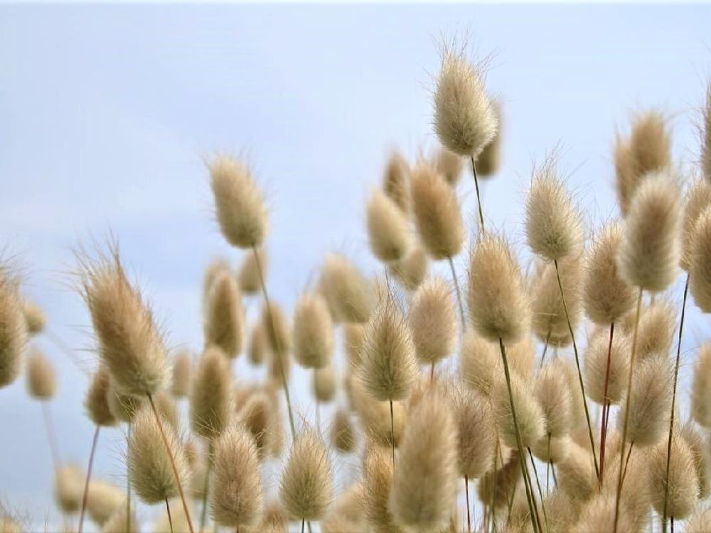 ラグラス　白い穂