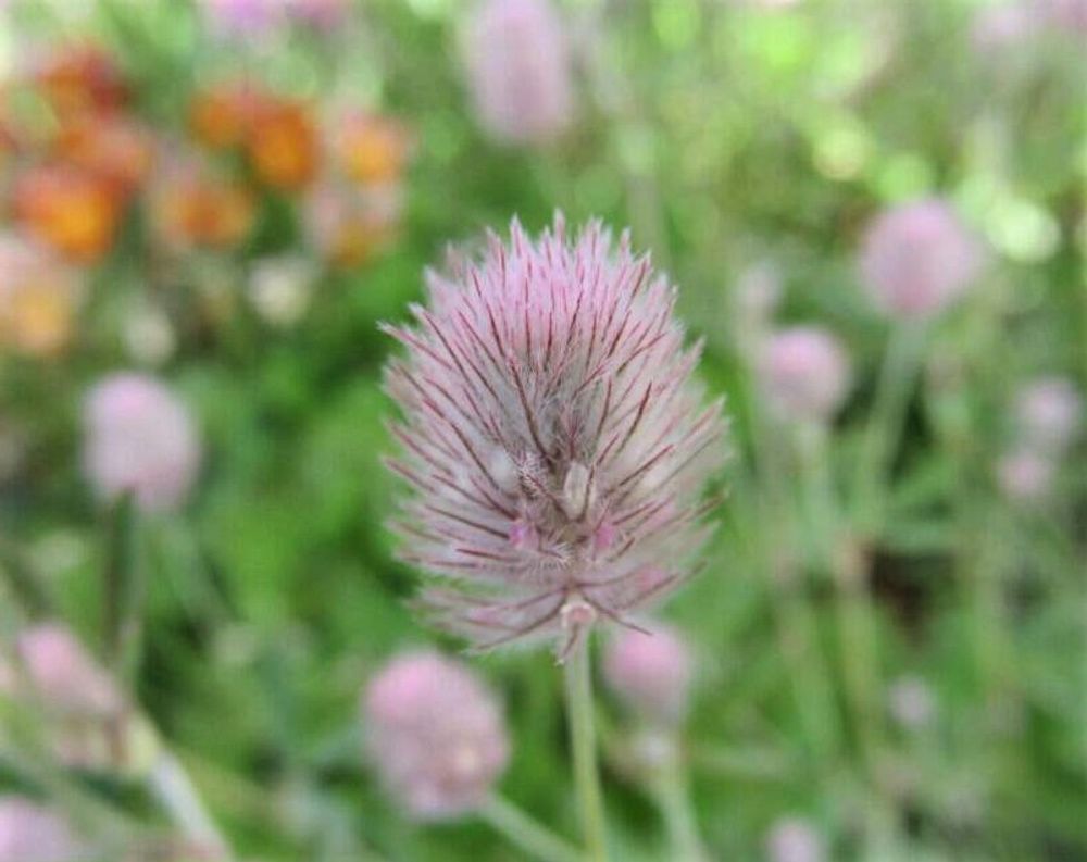 ラグラス　ピンク色の穂