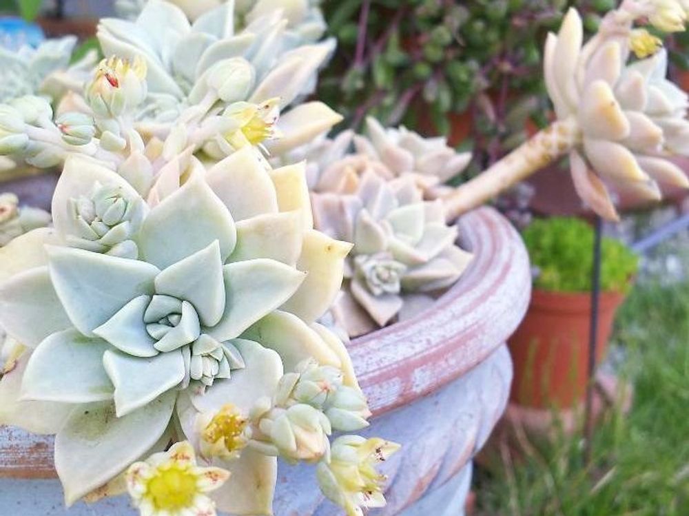 グラプトペタルム　鉢植え　寄植え