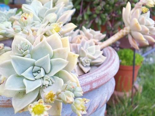 グラプトペタルムの育て方 日当たりや水やりの加減は Greensnap グリーンスナップ