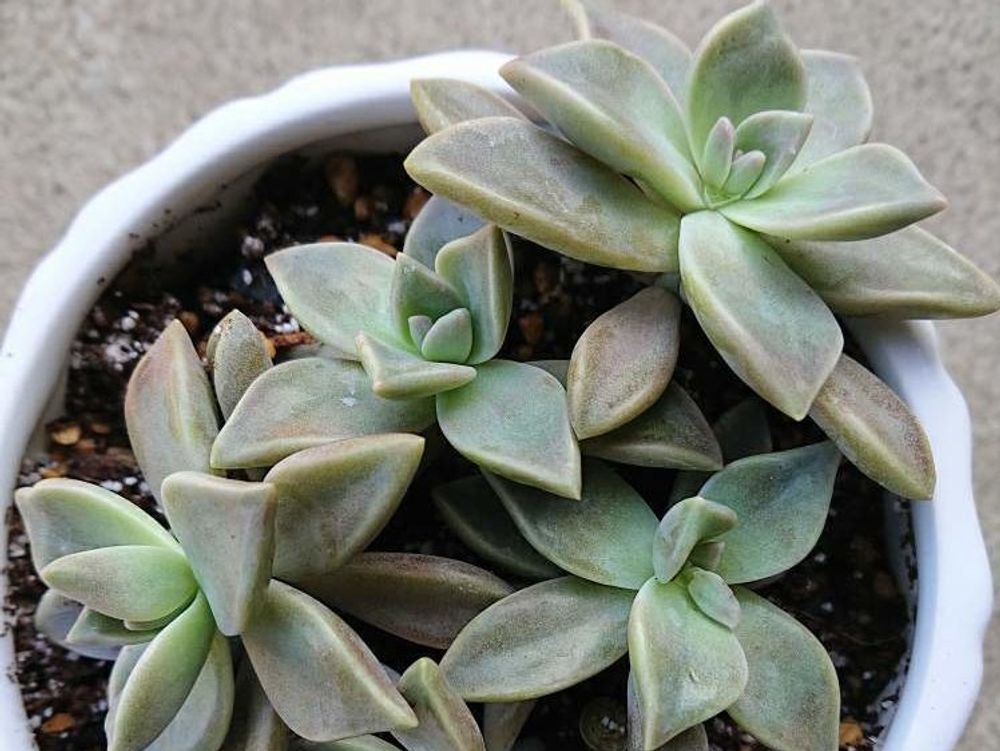 グラプトペタルム　鉢植え　株