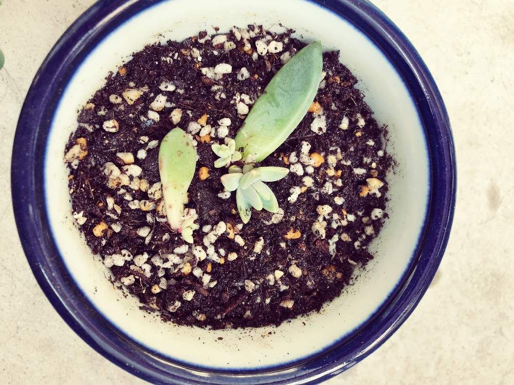 グラプトペタルム　鉢植え　葉挿し