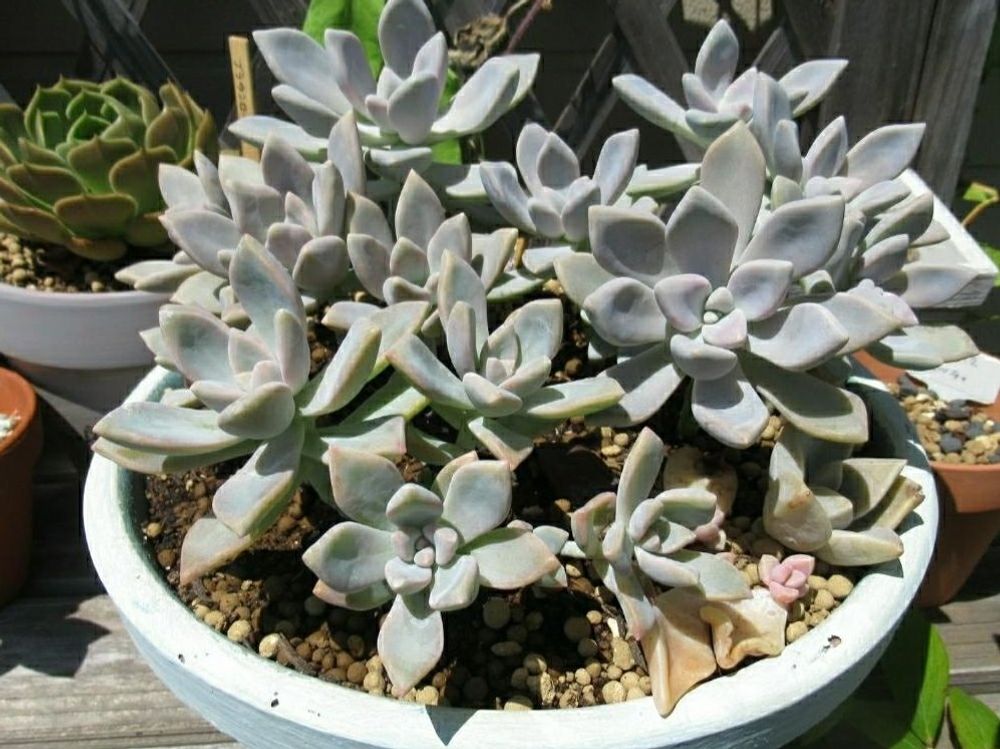 グラプトペタルム　鉢植え