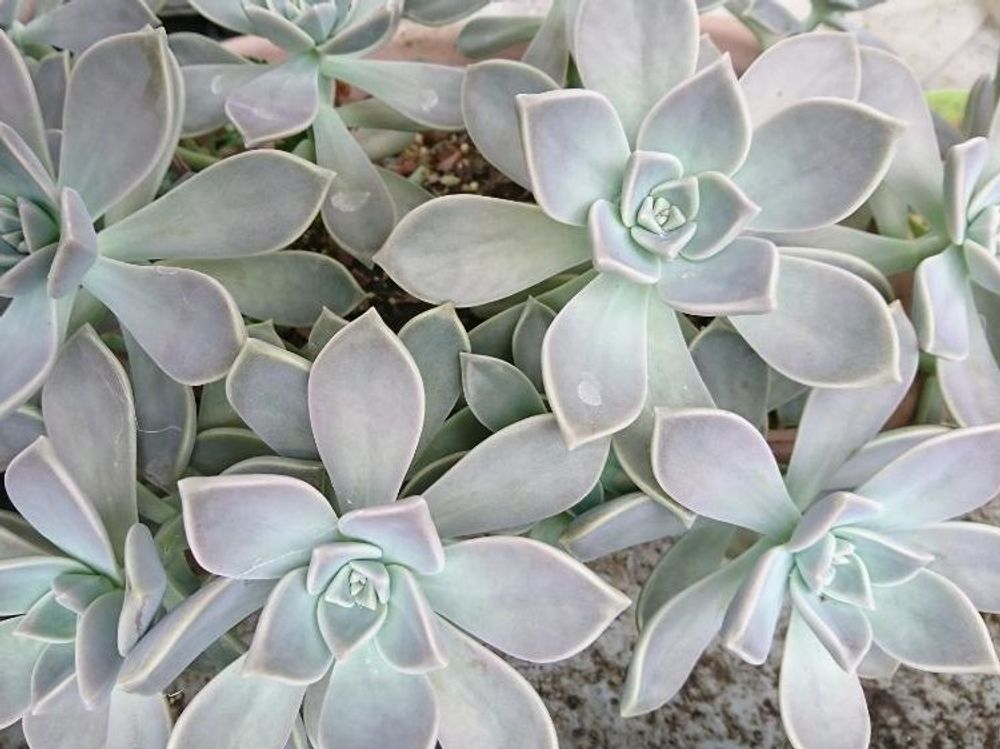 グラプトペタルム　株