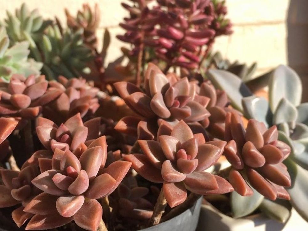 グラプトペタルム　鉢植え　赤い株