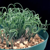 アルブカの育て方｜球根の植え付けや植え替え、水やりの時期は？の画像