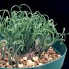 アルブカの育て方と植え替え｜スピラリスと他種の管理は同じでいい？の画像