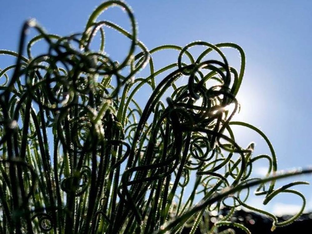 アルブカ　青空