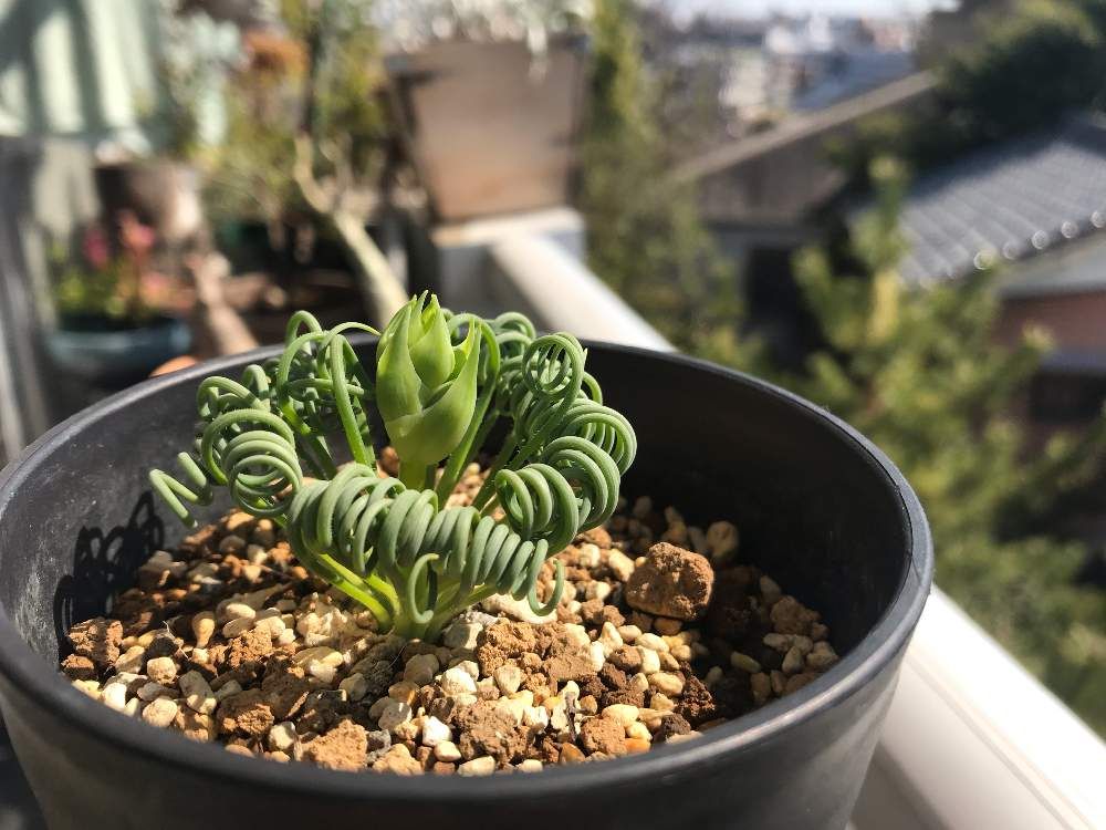 アルブカ　鉢植え