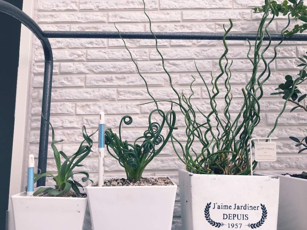 アルブカ　鉢植え