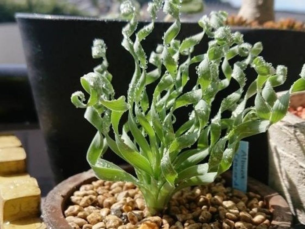アルブカ　鉢植え　日向