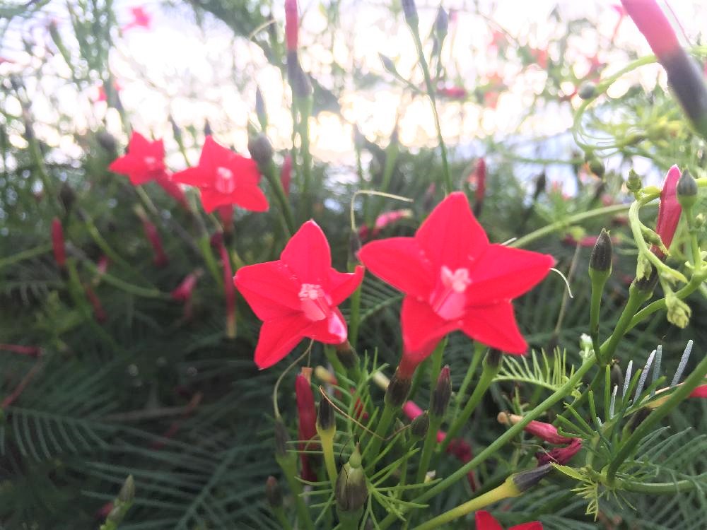 ルコウソウ　赤い花