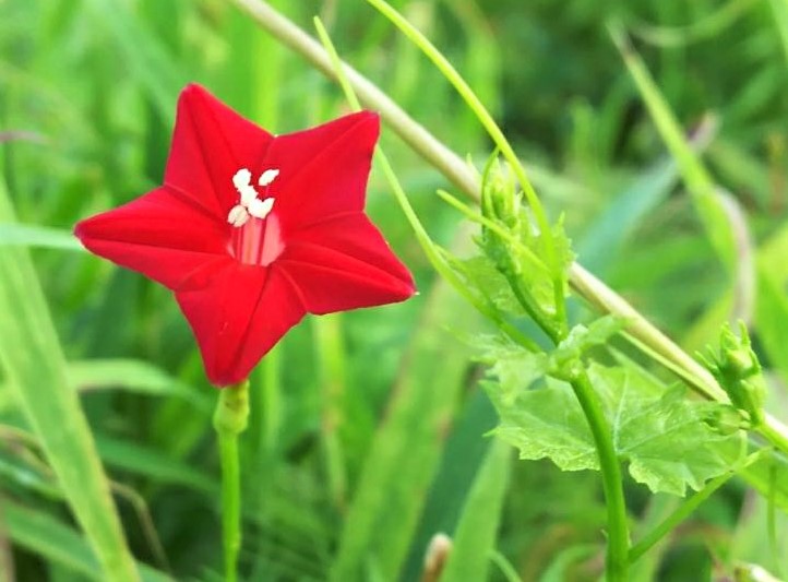 ルコウソウ　赤い花