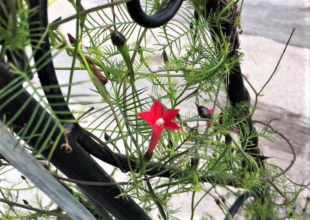 ルコウソウ　赤い花