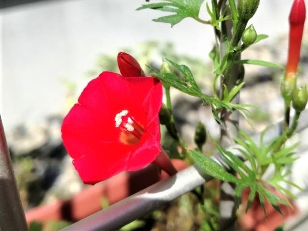 ルコウソウ　赤い花