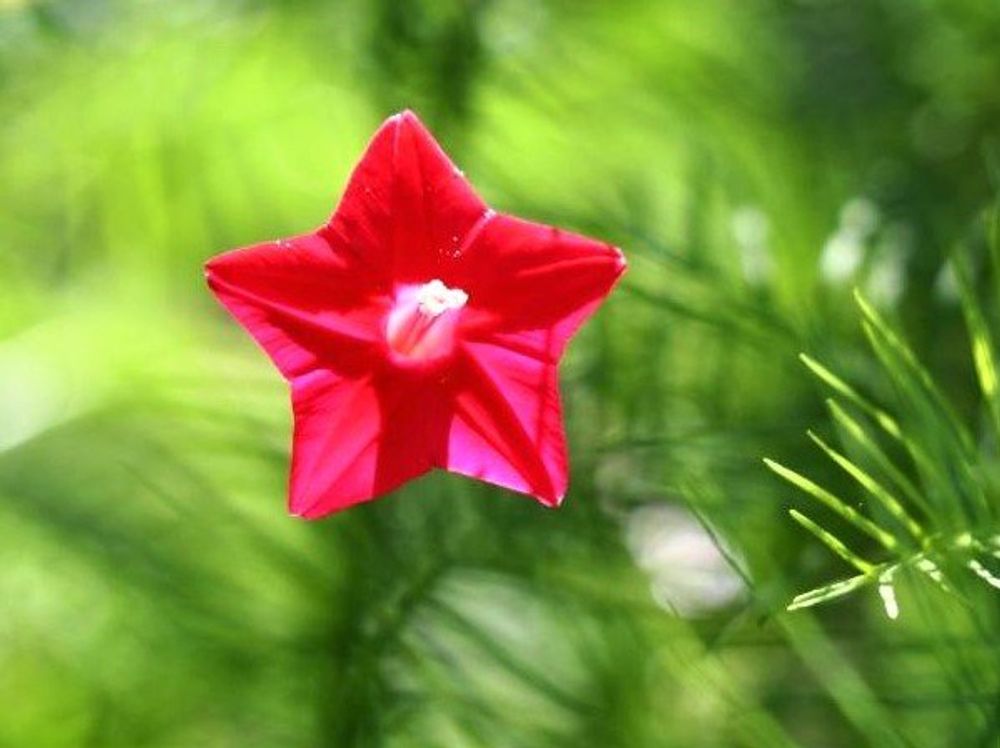 ルコウソウ　photo by　とーちゃん