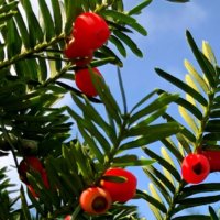 イチイの育て方｜植え付け場所は？剪定や挿し木の時期やコツは？の画像