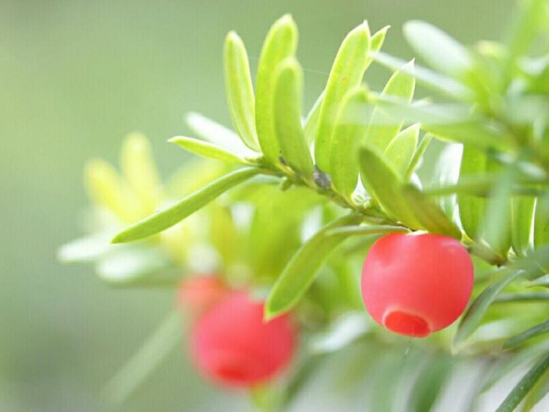 イチイの木　赤い実