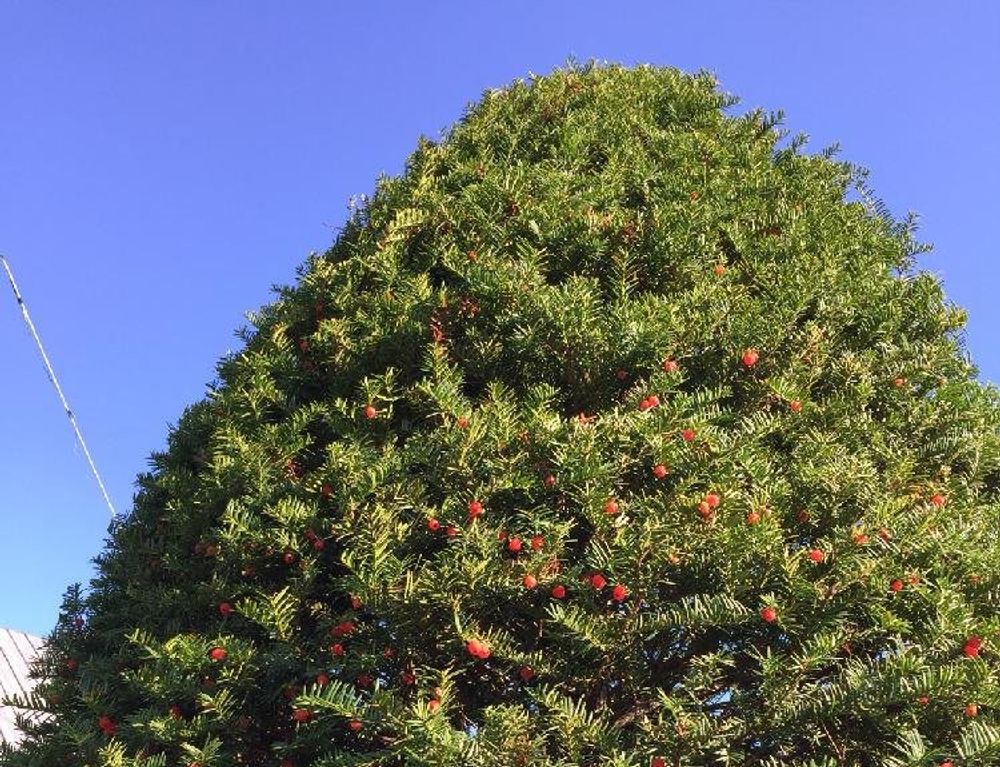 イチイ　Photo by cocorynaさん