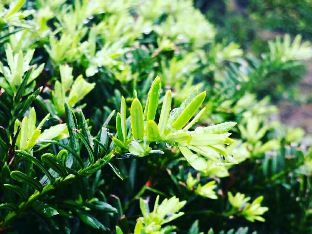 イチイの木　葉　水滴