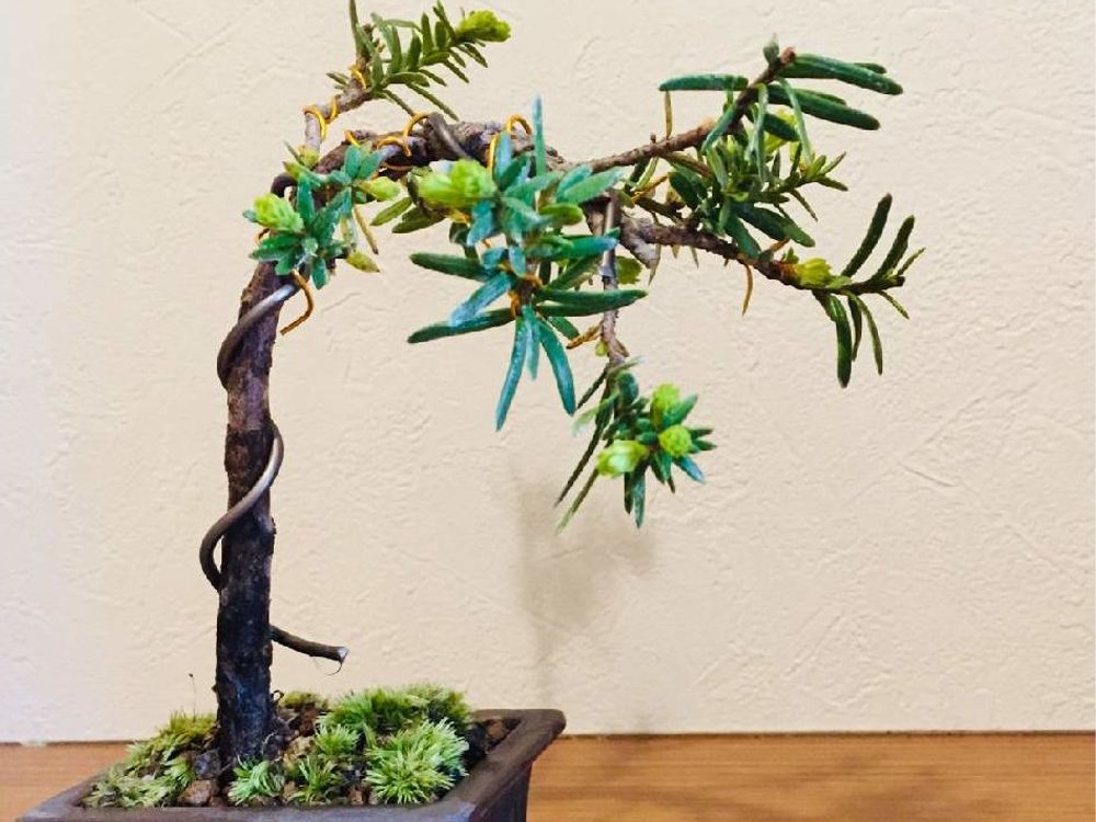 イチイの木　盆栽